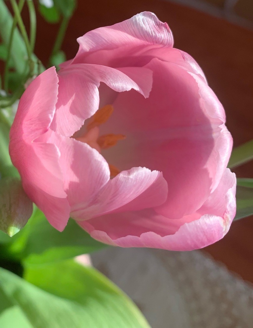 All Flowers In Time Bend Towards The Sun — Trafo.no, vi støtter unge